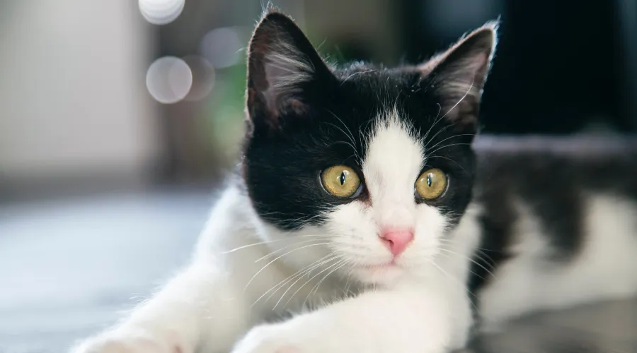 猫 爪切り 不安