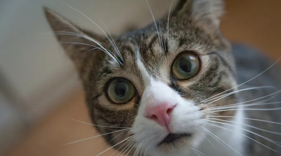 猫 爪切り 不安