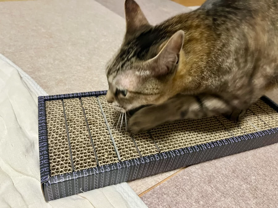 ビビニャン　爪切り　不要