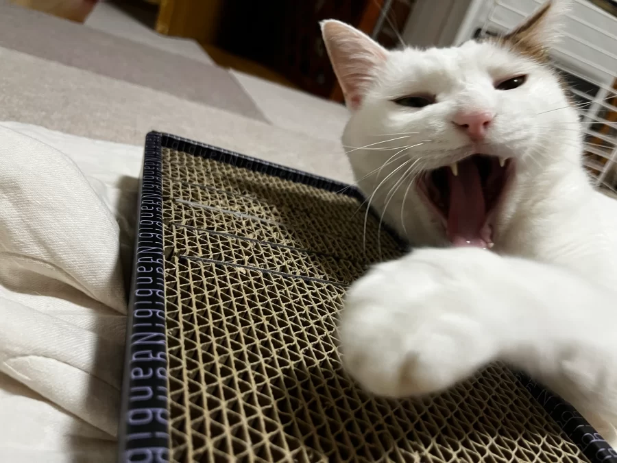 ビビニャン 爪切り 不要