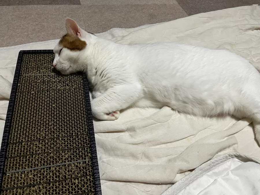 ビビニャン　爪切り　不要