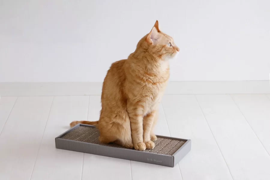 つめ切り 猫 頻度