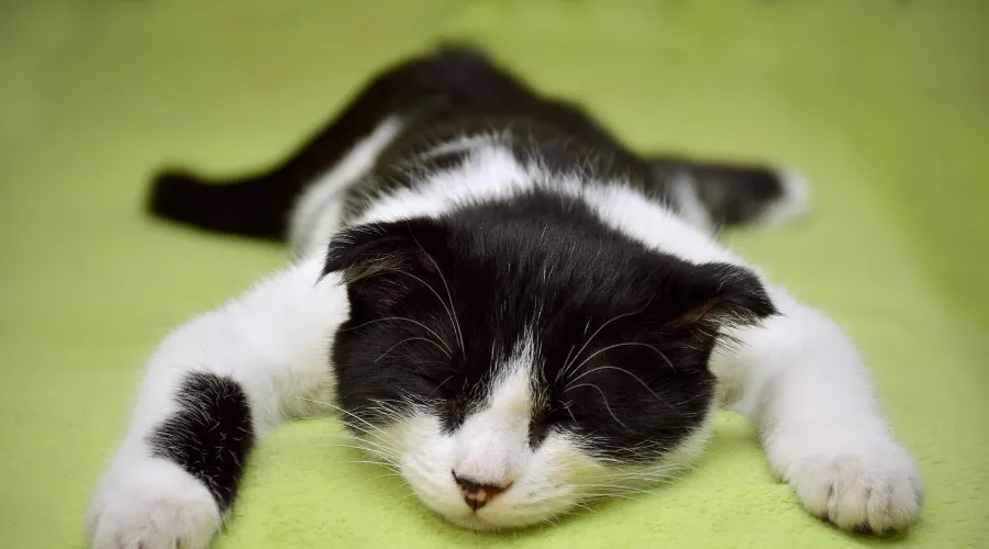 猫　爪切り　嫌がる