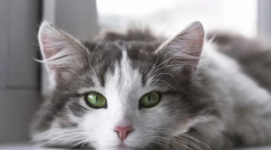 猫　爪切り　嫌がる